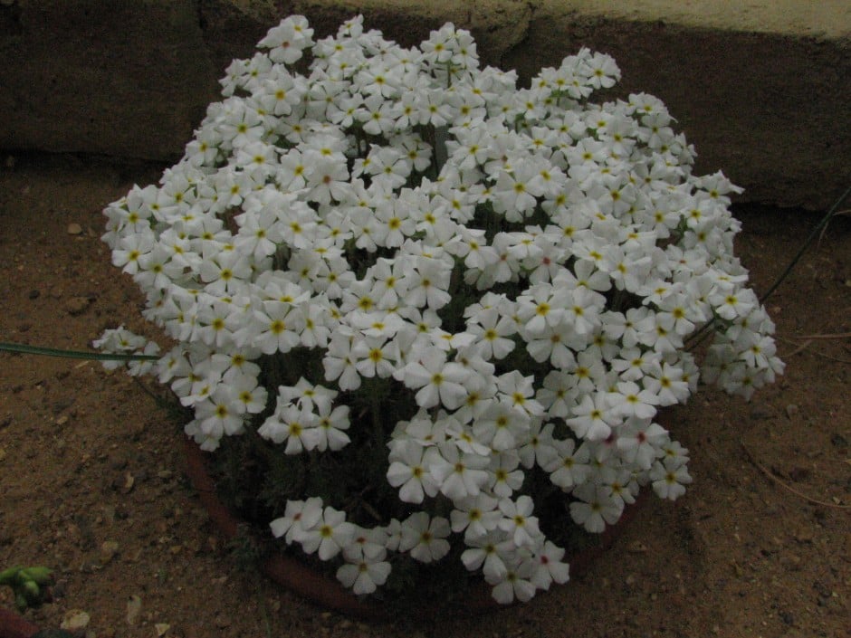 shaggy rock jasmine