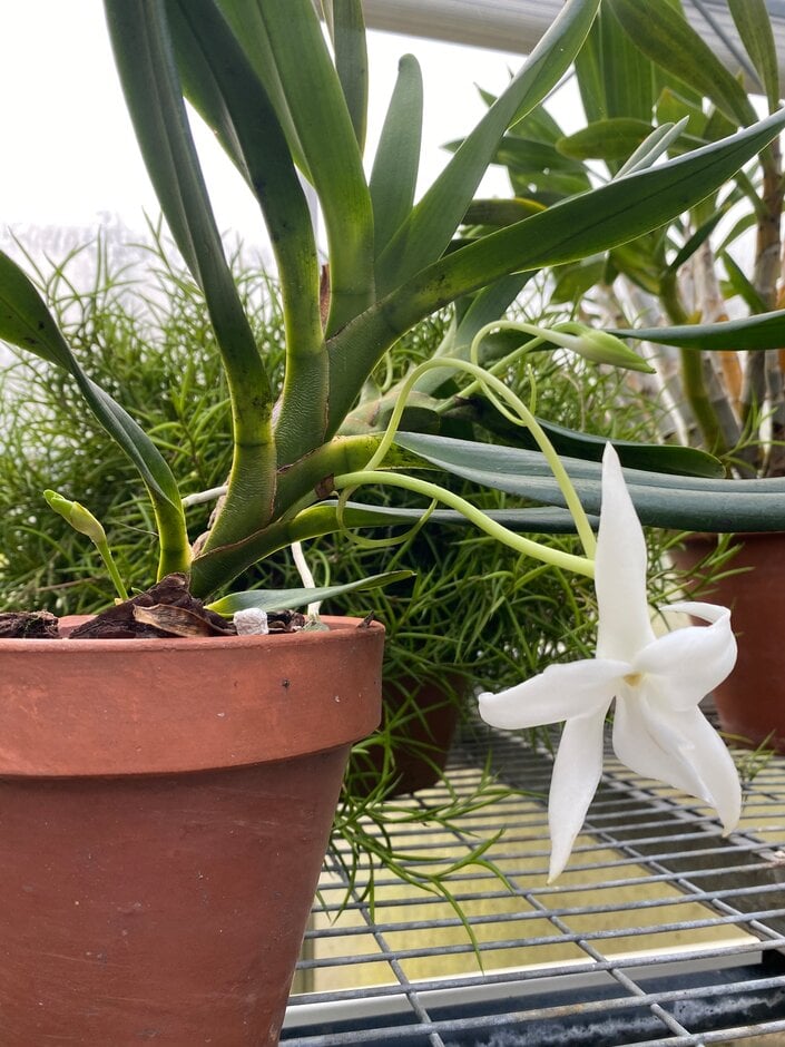 <i>Angraecum</i> Amazing Grace gx