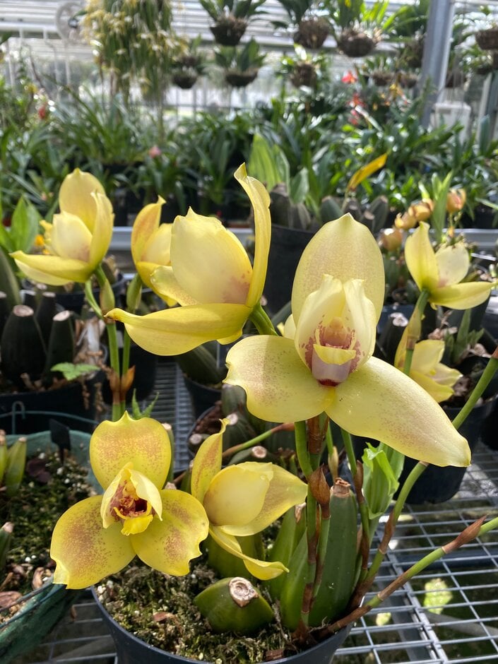 × <i>Angulocaste</i> Jupiter gx 'Sunset'