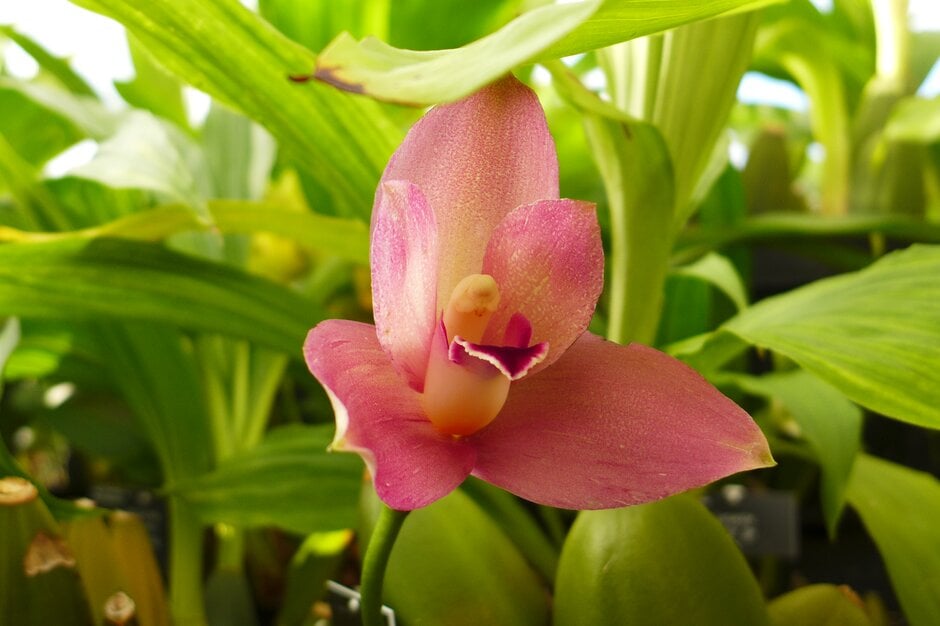 × <i>Angulocaste</i> Thomas gx
