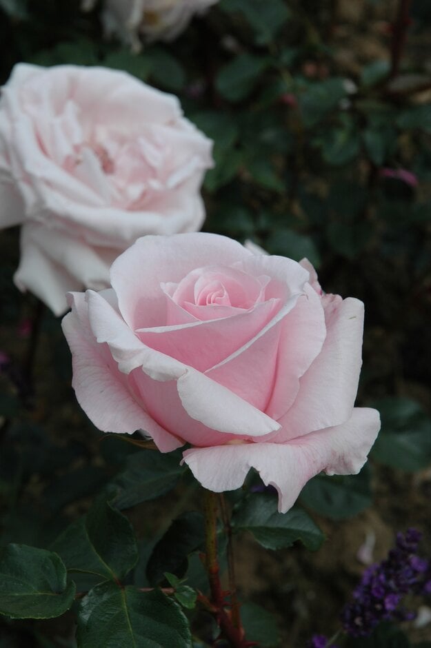 rose 'Anna Pavlova'