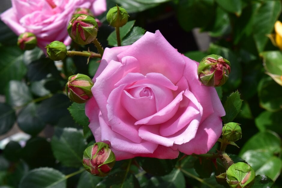 rose 'Anthony'