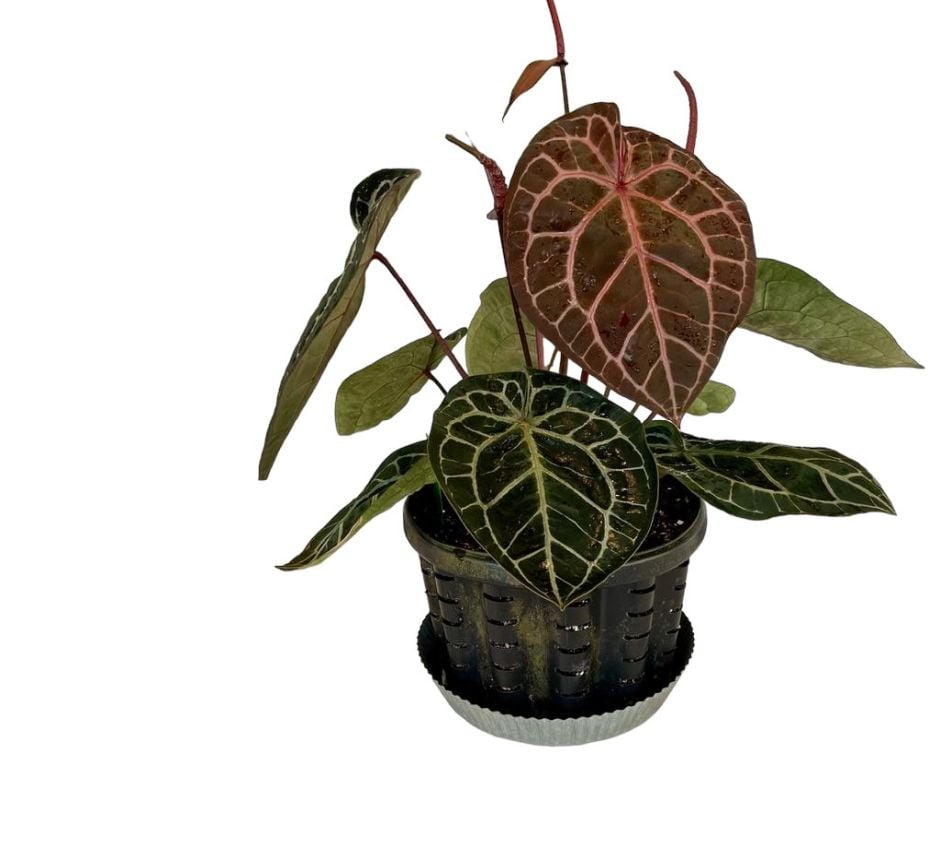 <i>Anthurium</i> [<span style="font-variant: small-caps;">Michelle</span>]