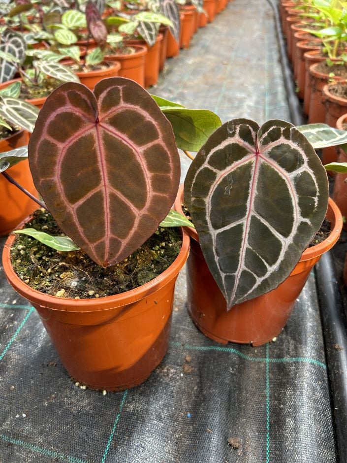 <i>Anthurium</i> [<span style="font-variant: small-caps;">Michelle</span>]