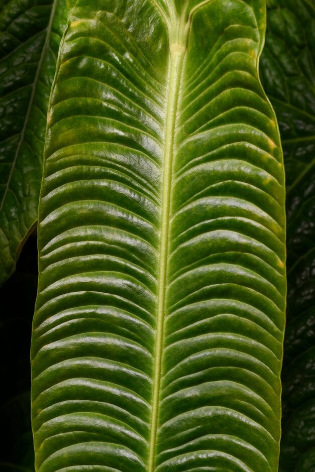 king anthurium