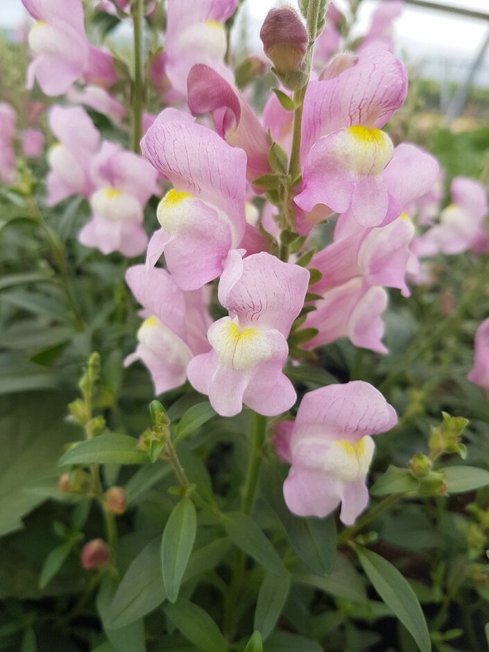 snapdragon 'Oh That's Cute'