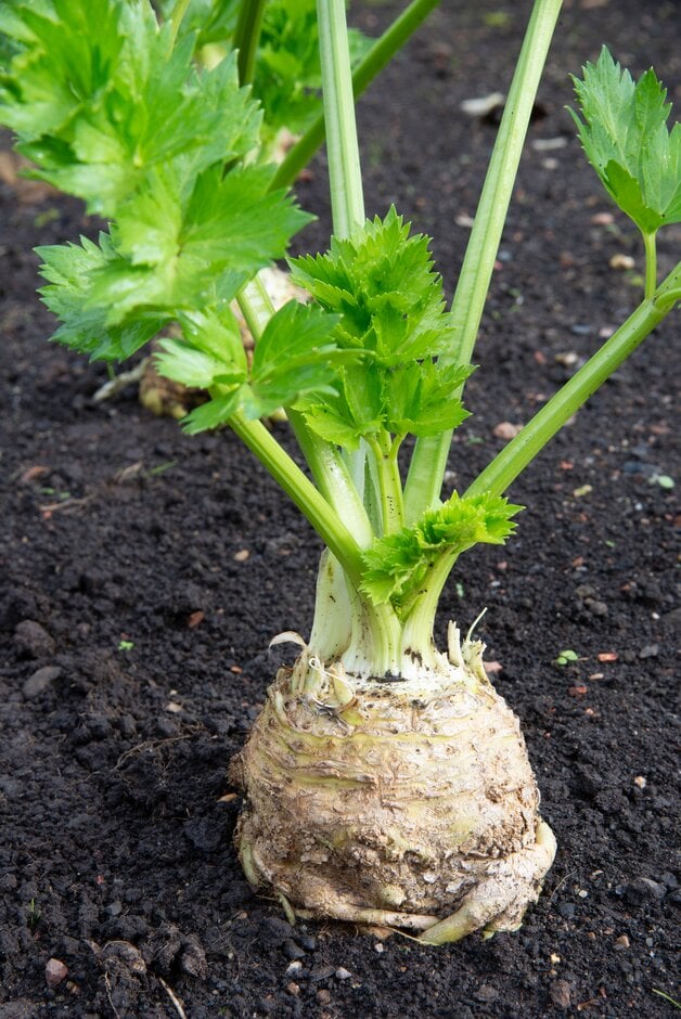 celeriac 'Brilliant'