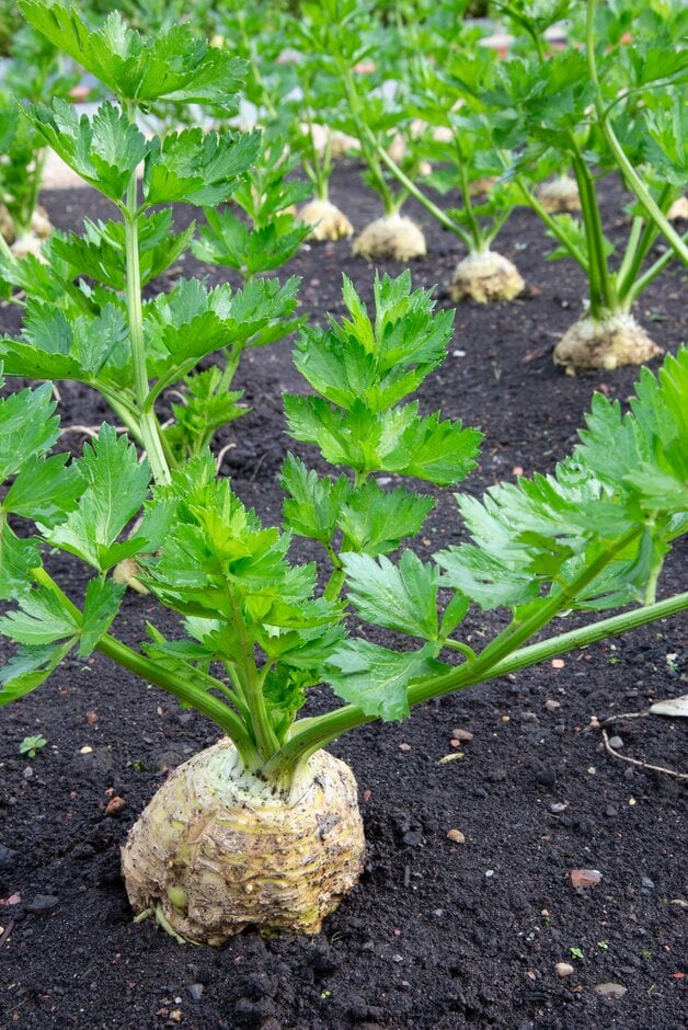 celeriac 'Monarch'