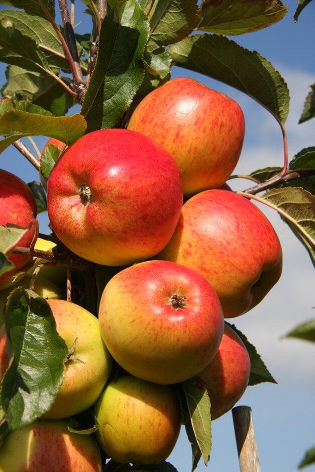 apple 'Christmas Pippin'