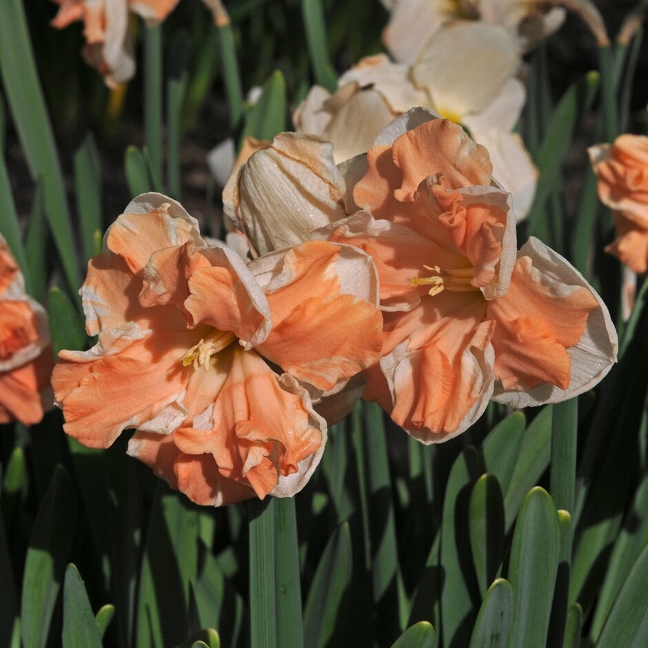 daffodil 'Apricot Whirl'