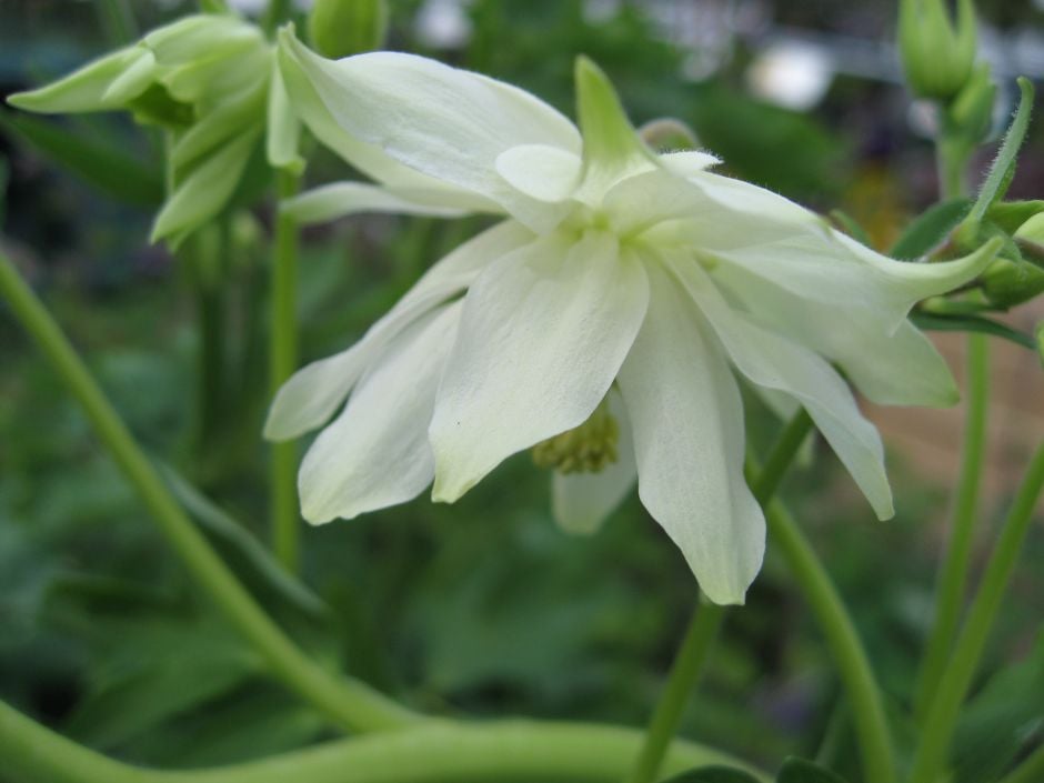 columbine 'White Barlow'