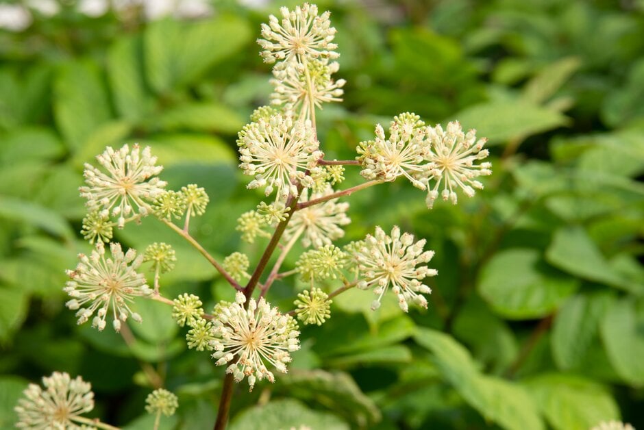 elk clover