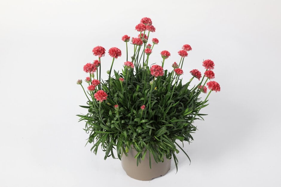 <em>Armeria</em> <em>pseudarmeria</em> 'Dreamland' (Dreameria Series)