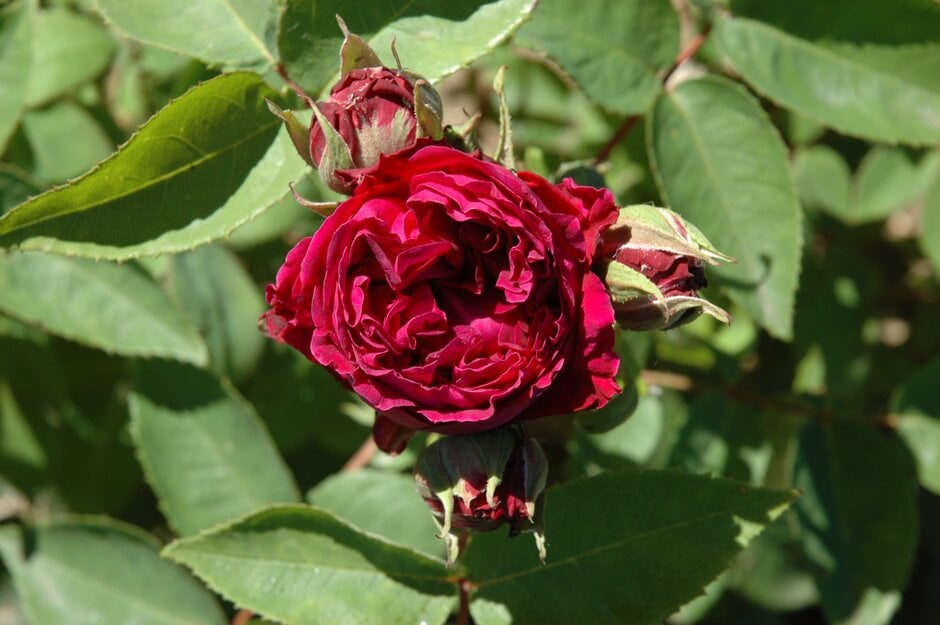 rose 'Arthur de Sansal'