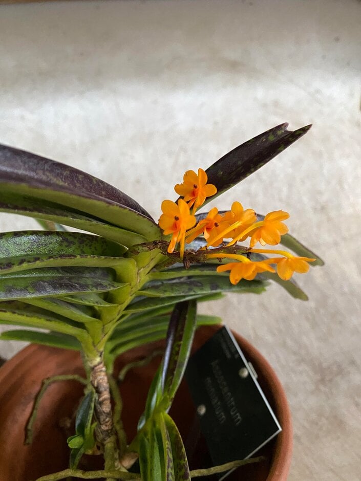 <i>Vanda</i> <i>miniata</i>