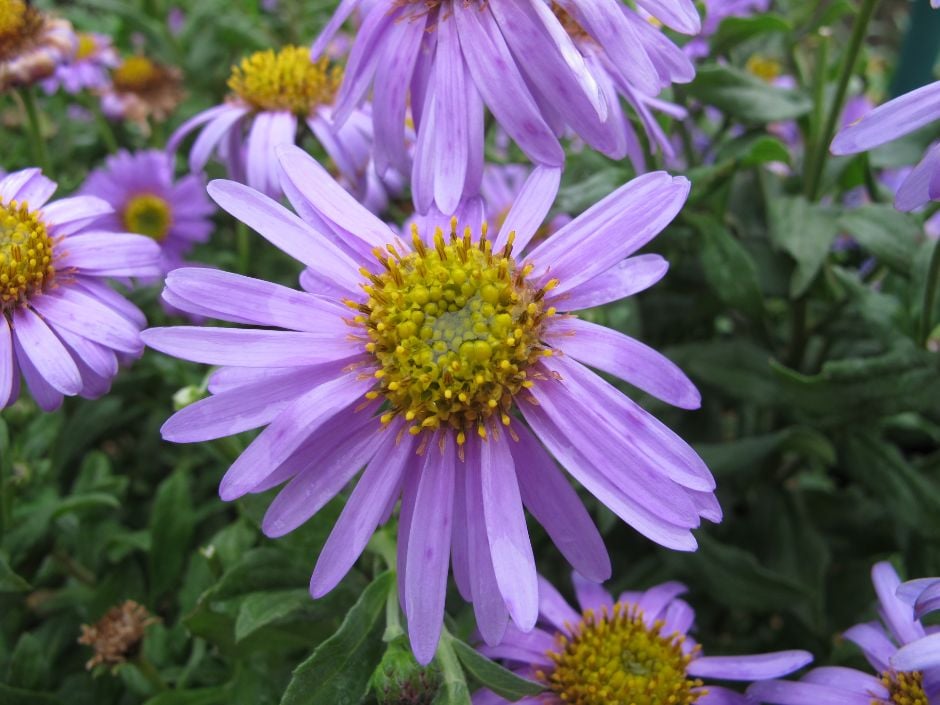 aster 'Flora's Delight'