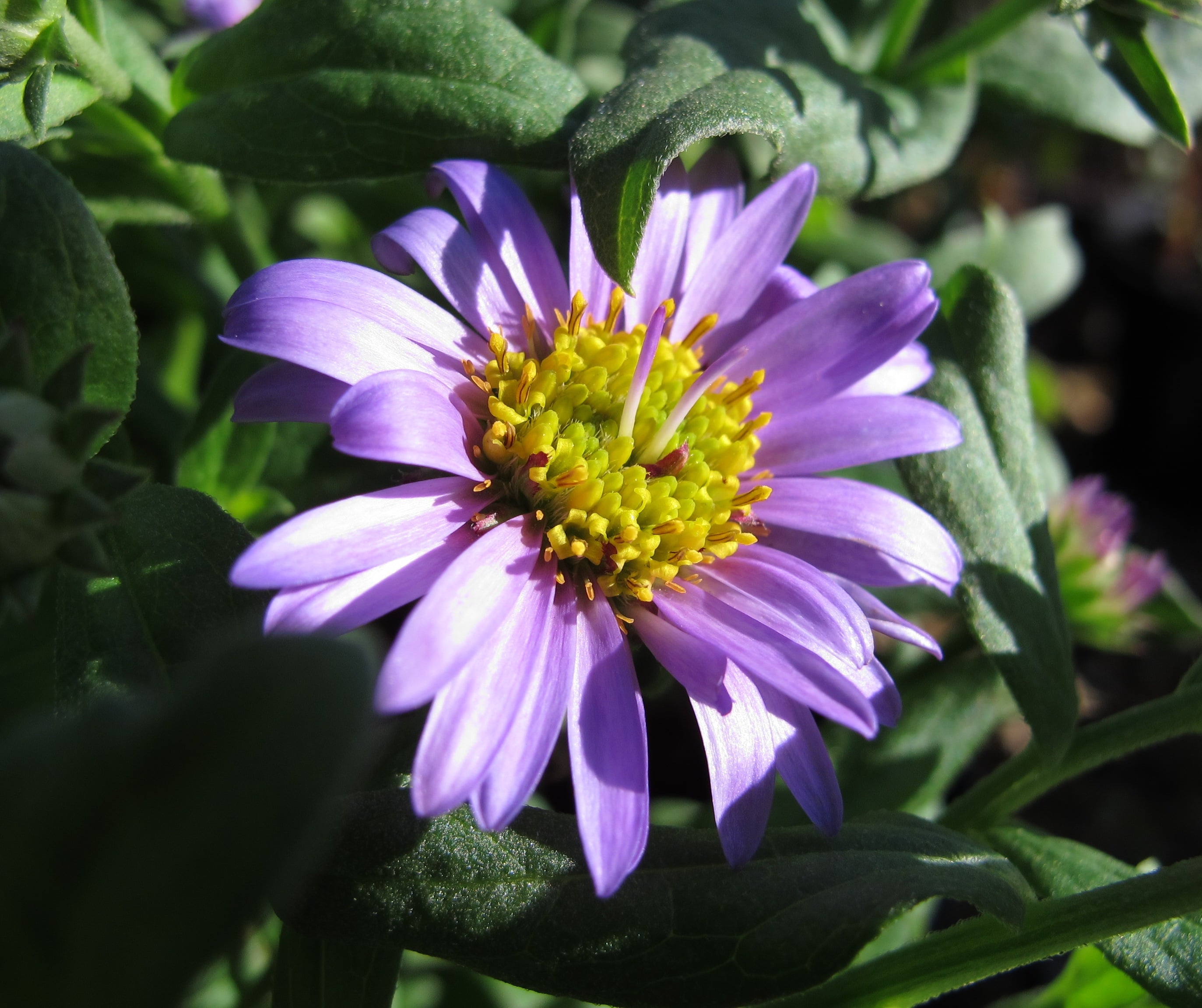 aster 'Flora's Delight'