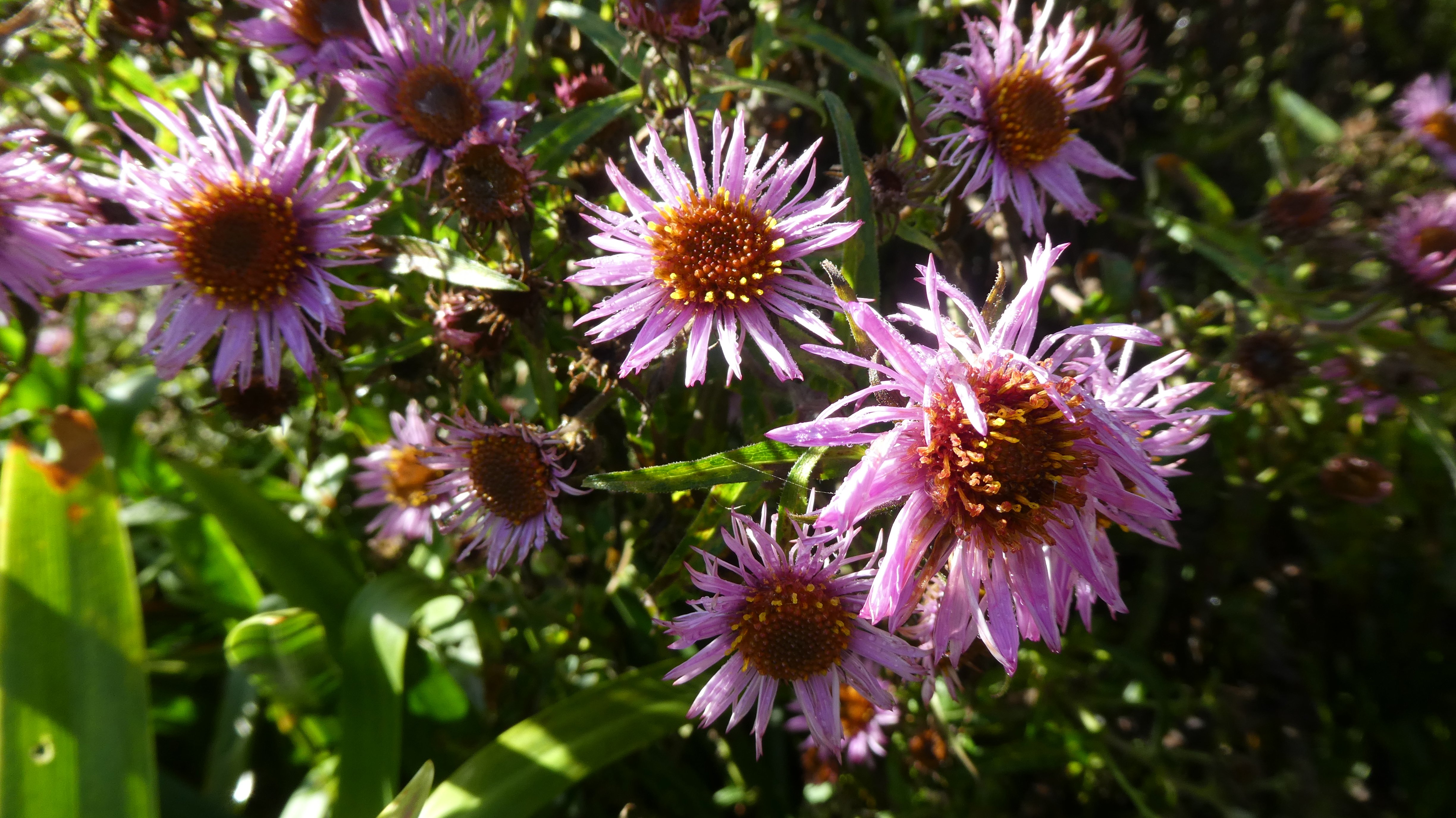 New England aster 'Barr's Pink'