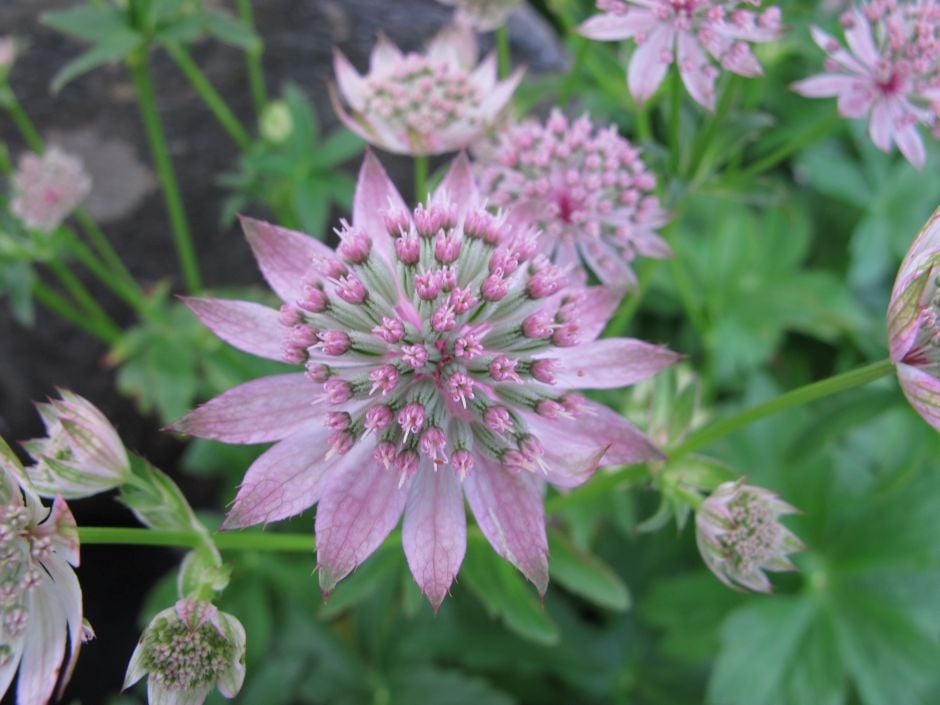 masterwort 'Florence'