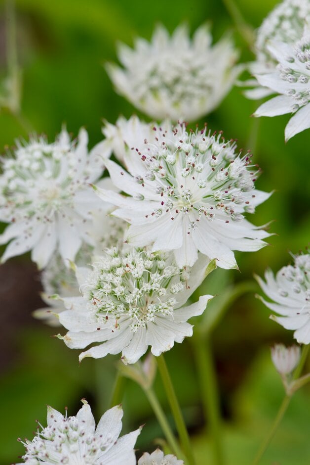 masterwort 'Alba'