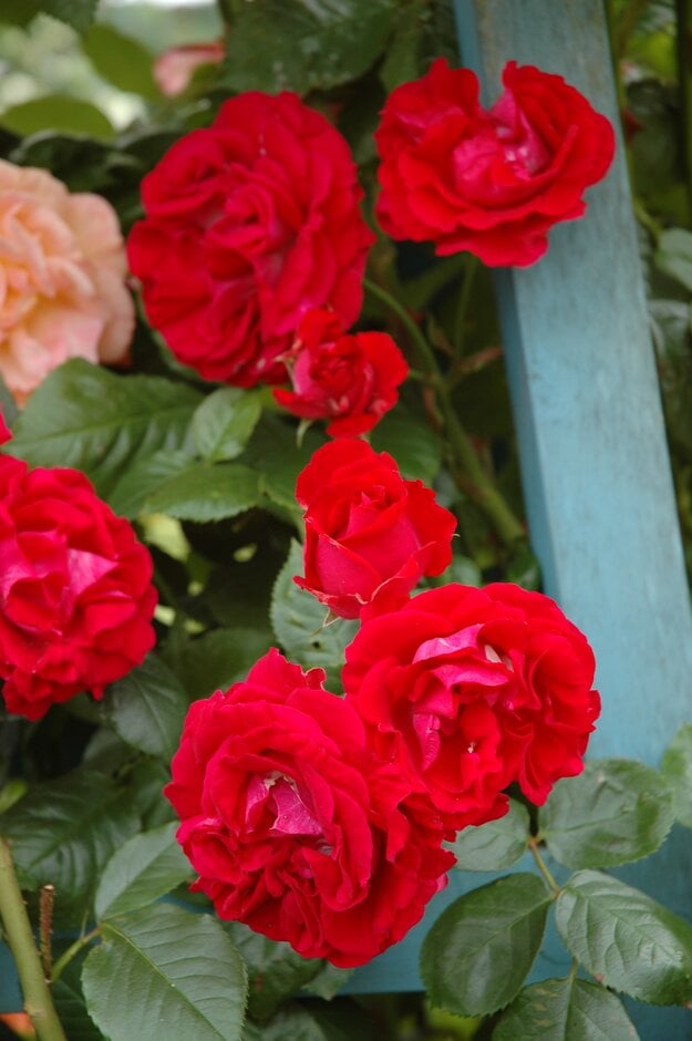 rose [Attleborough]