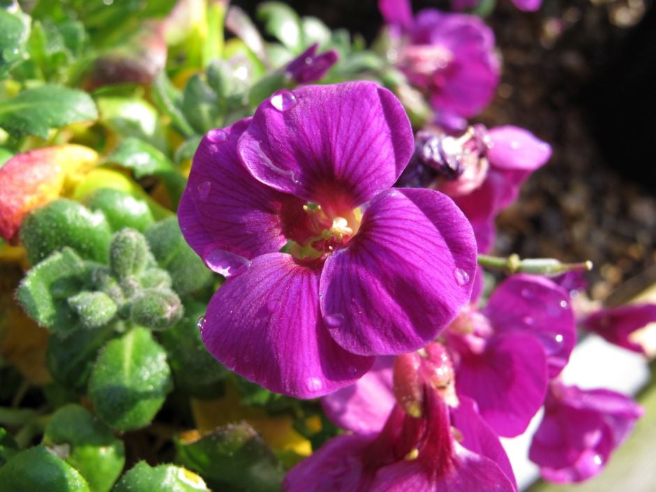 aubrieta 'Kitte Rose'