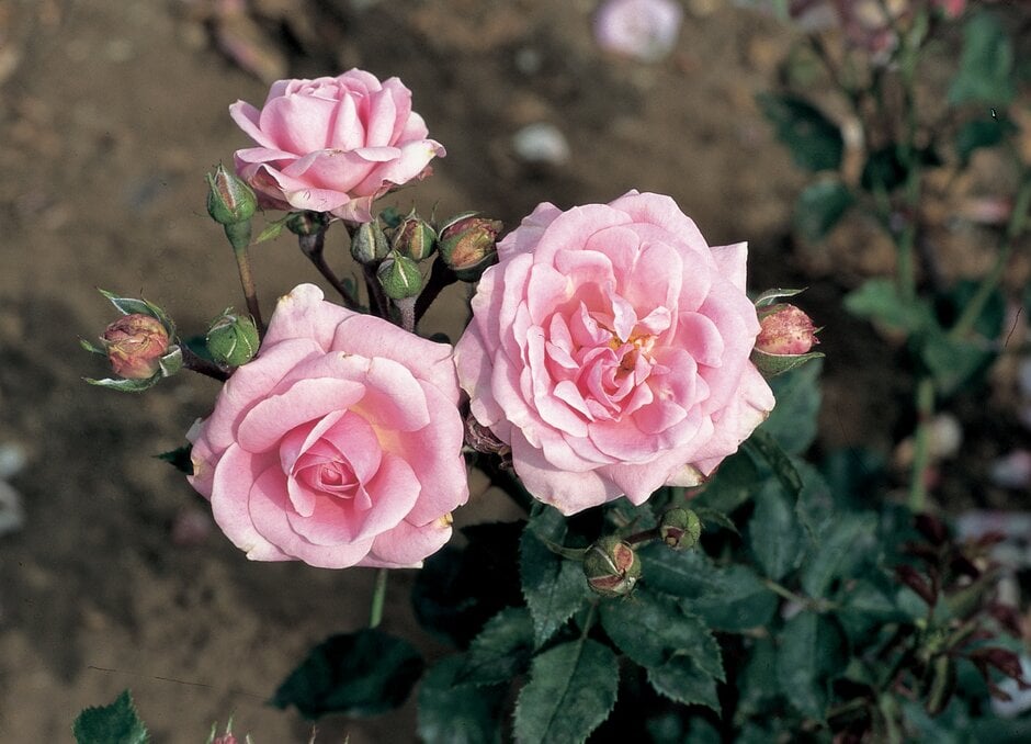 <i>Rosa</i> 'August Seebauer' (F)