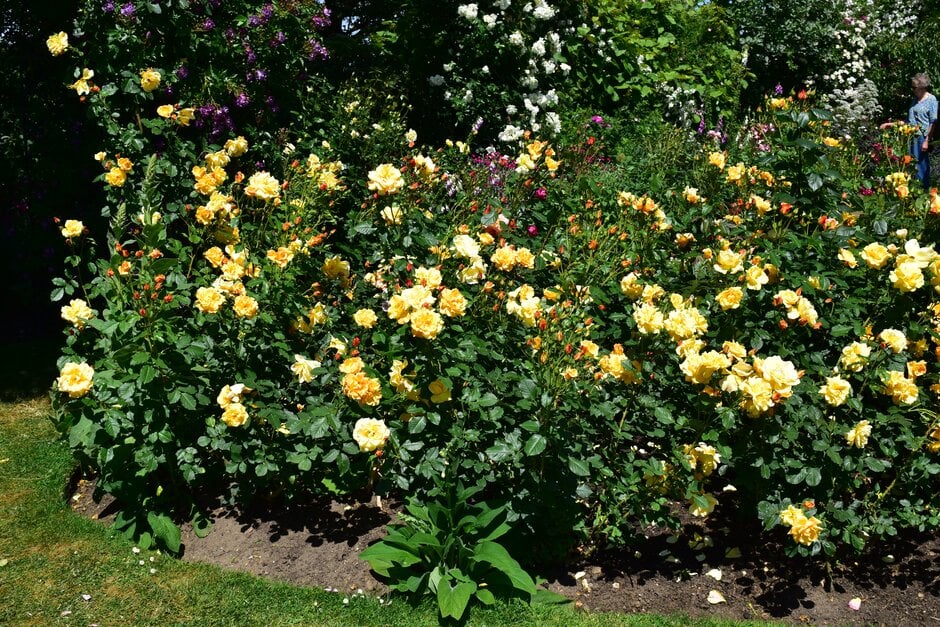 rose 'Autumn Sunset'