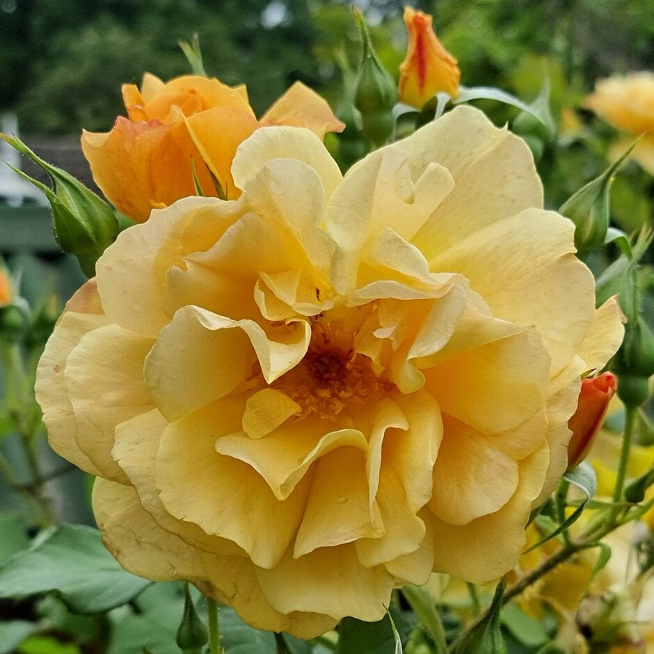 rose 'Autumn Sunset'