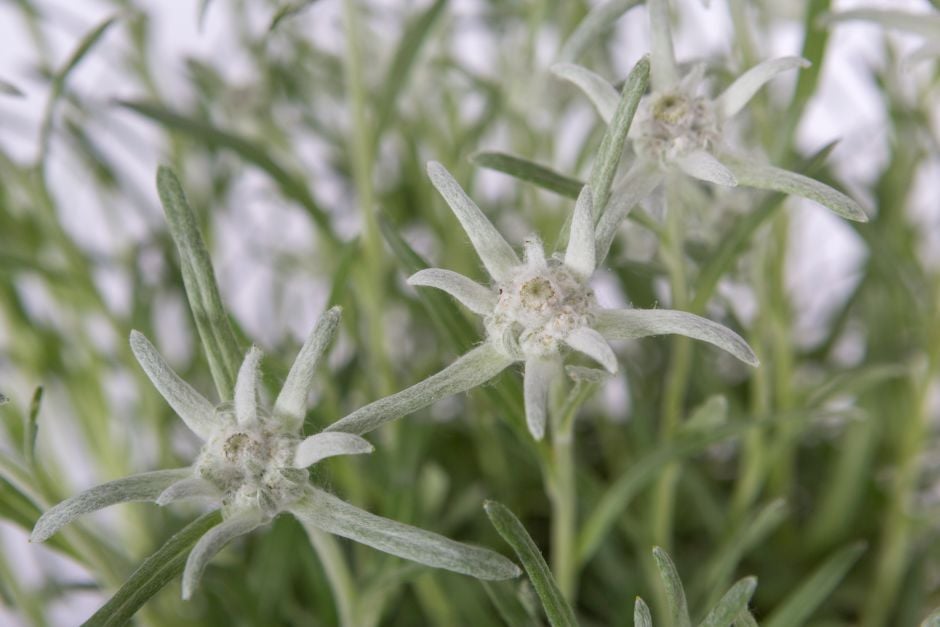 edelweiss [Blossom of Snow]