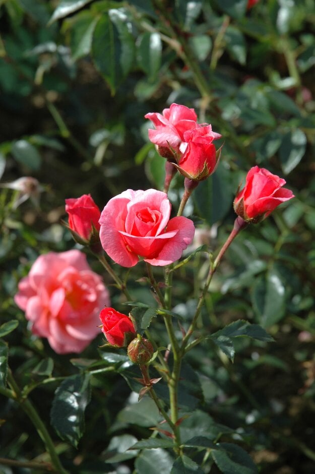rose [Margaret Greville]