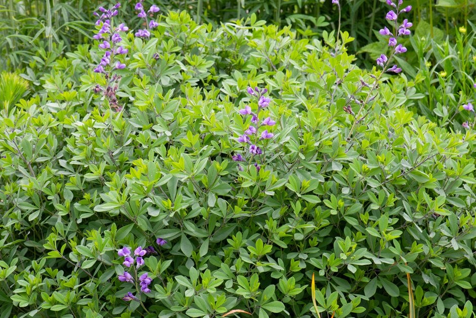 false indigo 'Purple Smoke'