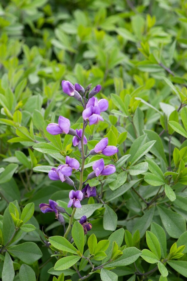 false indigo 'Purple Smoke'