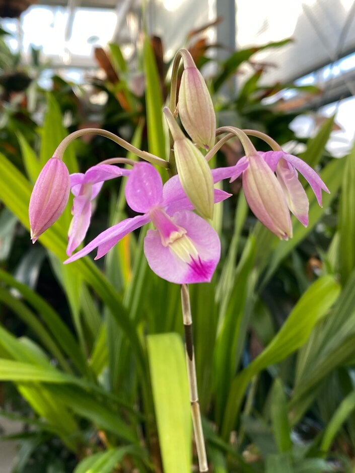 <i>Barkeria</i> <i>lindleyana</i>