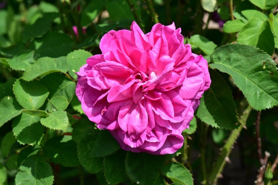 rose 'Baronne Prévost'