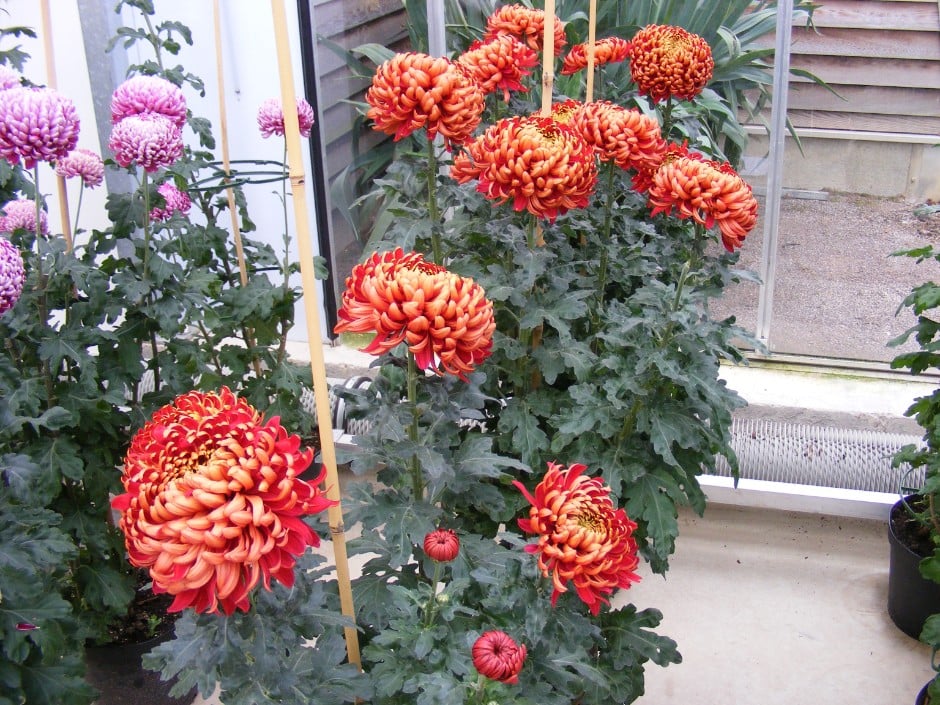 chrysanthemum 'Beacon'