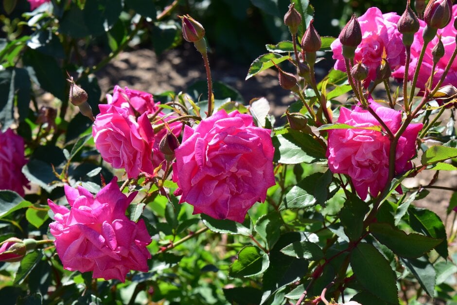 <i>Rosa</i> 'Beauty of Rosemawr' (ClT)