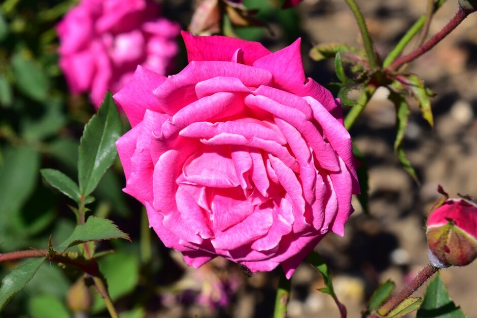 <i>Rosa</i> 'Beauty of Rosemawr' (ClT)