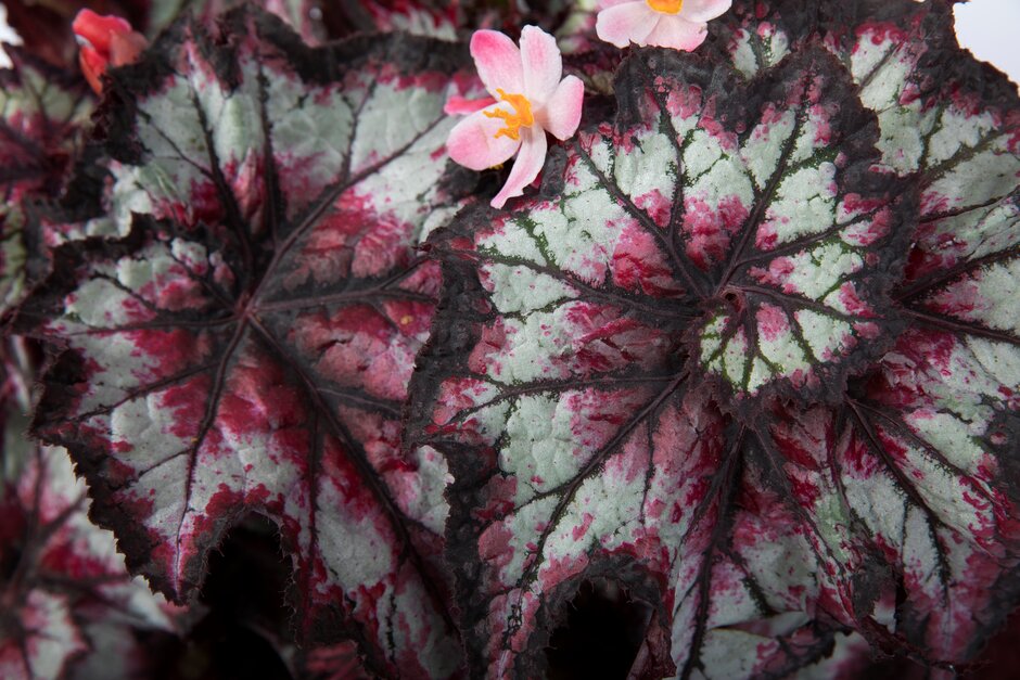begonia 'Stellar Storm'