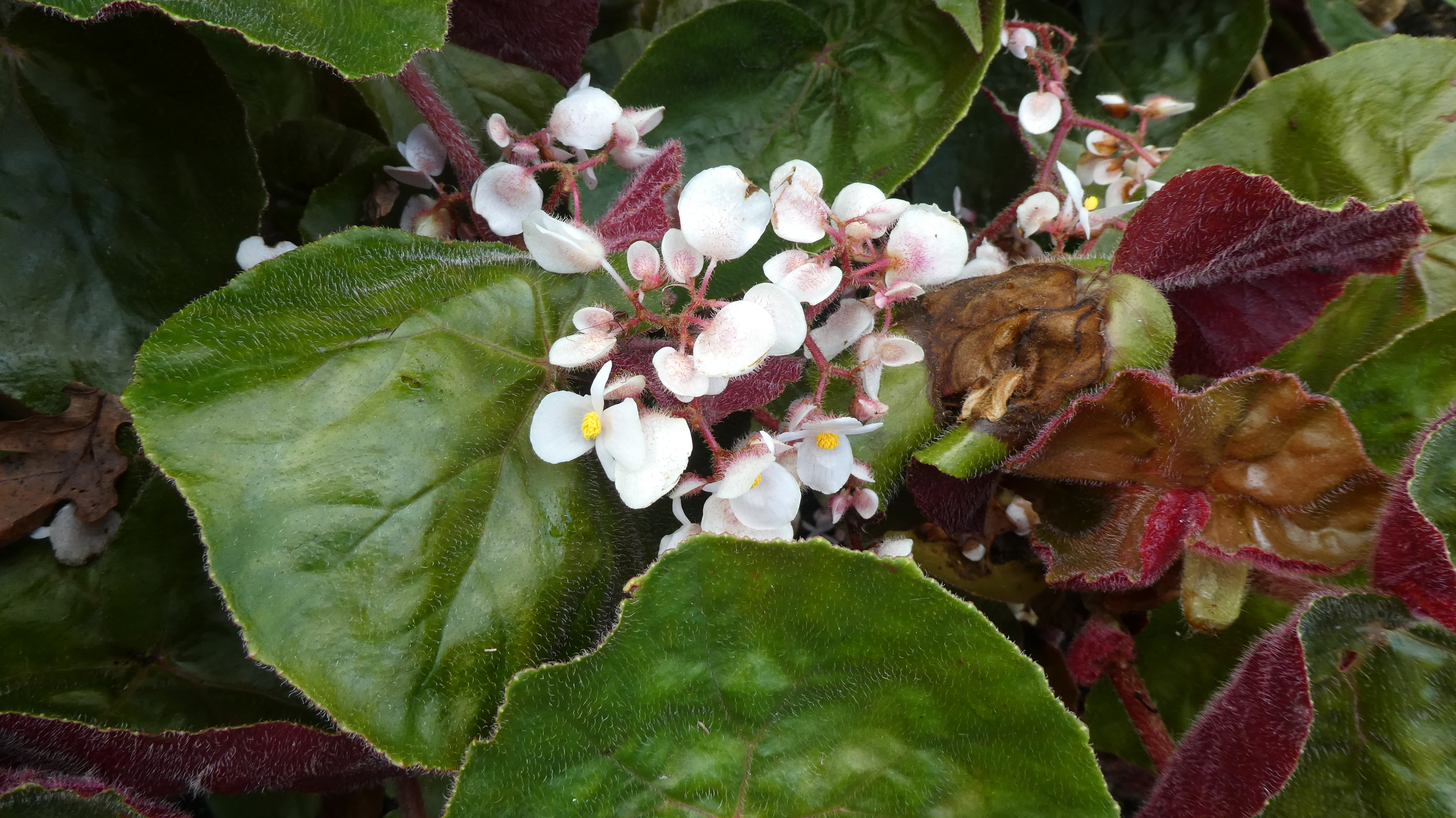 begonia 'Loma Alta'
