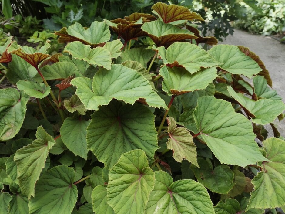 hardy begonia
