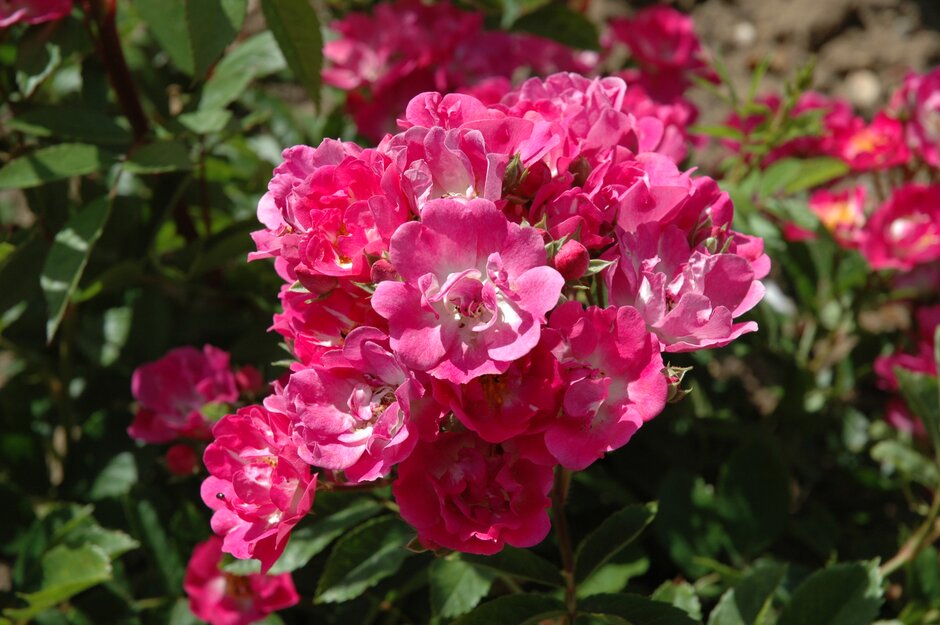 <i>Rosa</i> [<span style="font-variant: small-caps;">Belinda</span>] ('Tan12085')