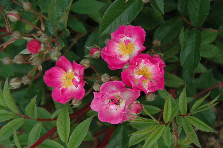 <i>Rosa</i> [<span style="font-variant: small-caps;">Belinda</span>] ('Tan12085')
