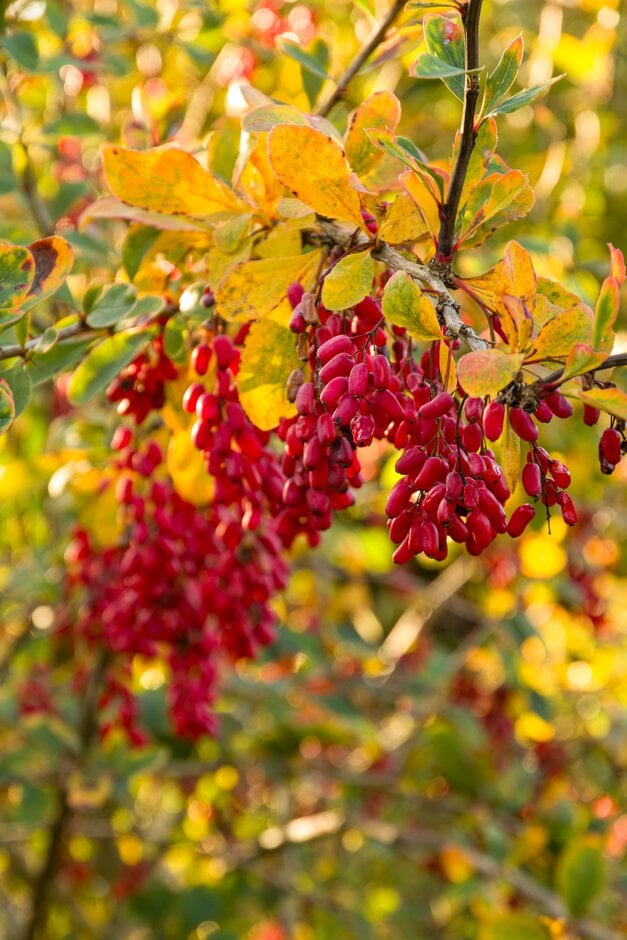 barberry 'Georgei'