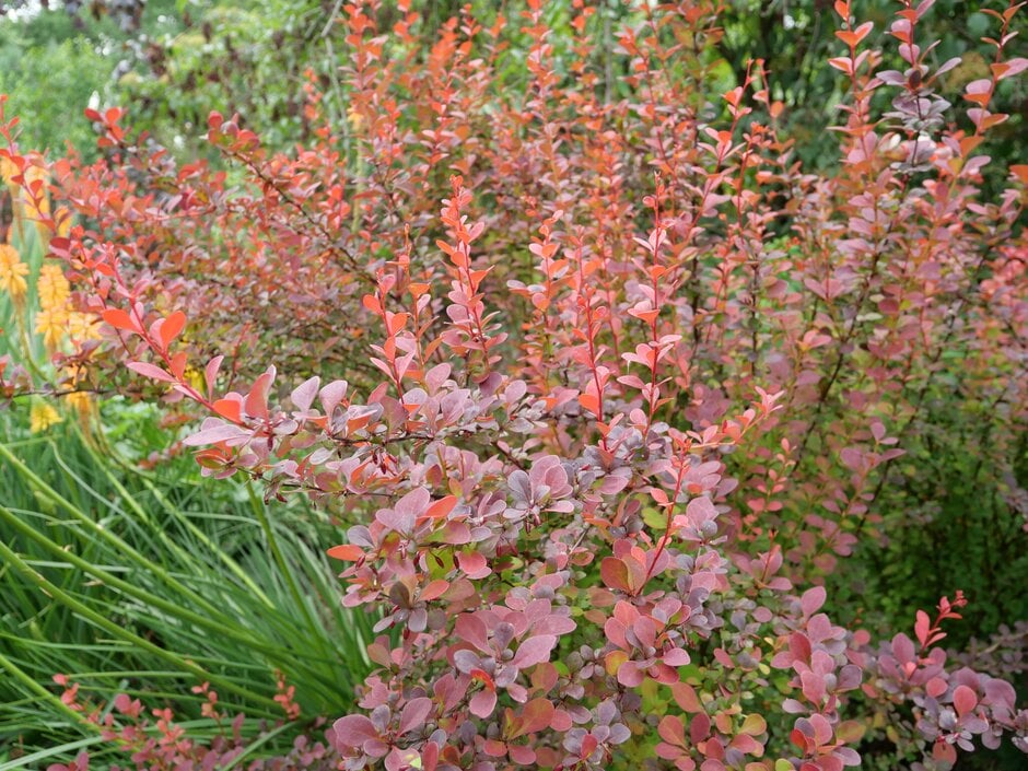 Japanese barberry 'Orange Rocket'