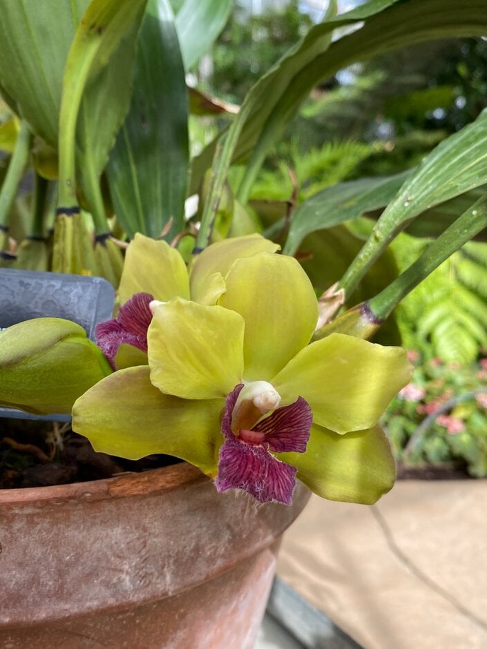 <i>Bifrenaria</i> Fuersten Mountain gx