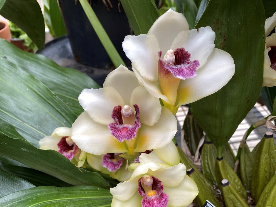 <i>Bifrenaria</i> <i>harrisoniae</i> 'Bromesberrow Place'