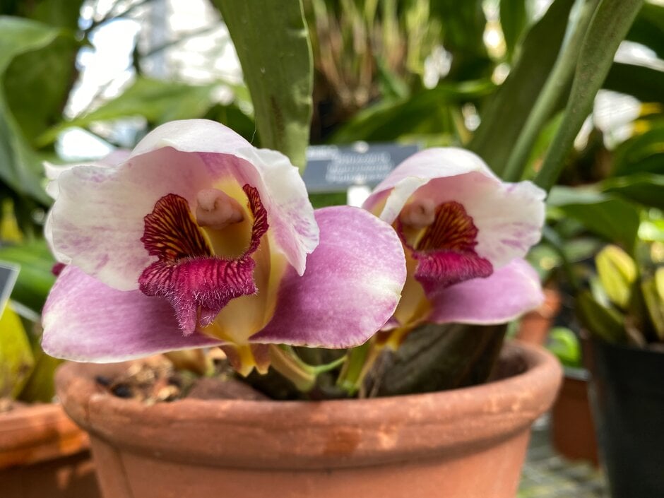 <i>Bifrenaria</i> <i>harrisoniae</i> 'Purpuracea'