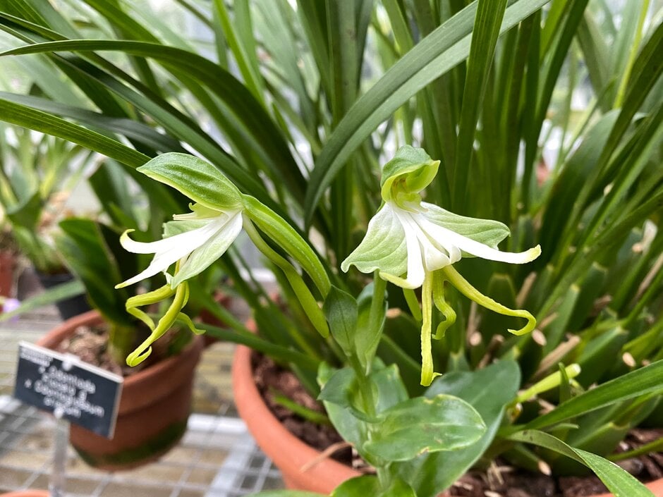 <i>Bonatea</i> <i>speciosa</i>