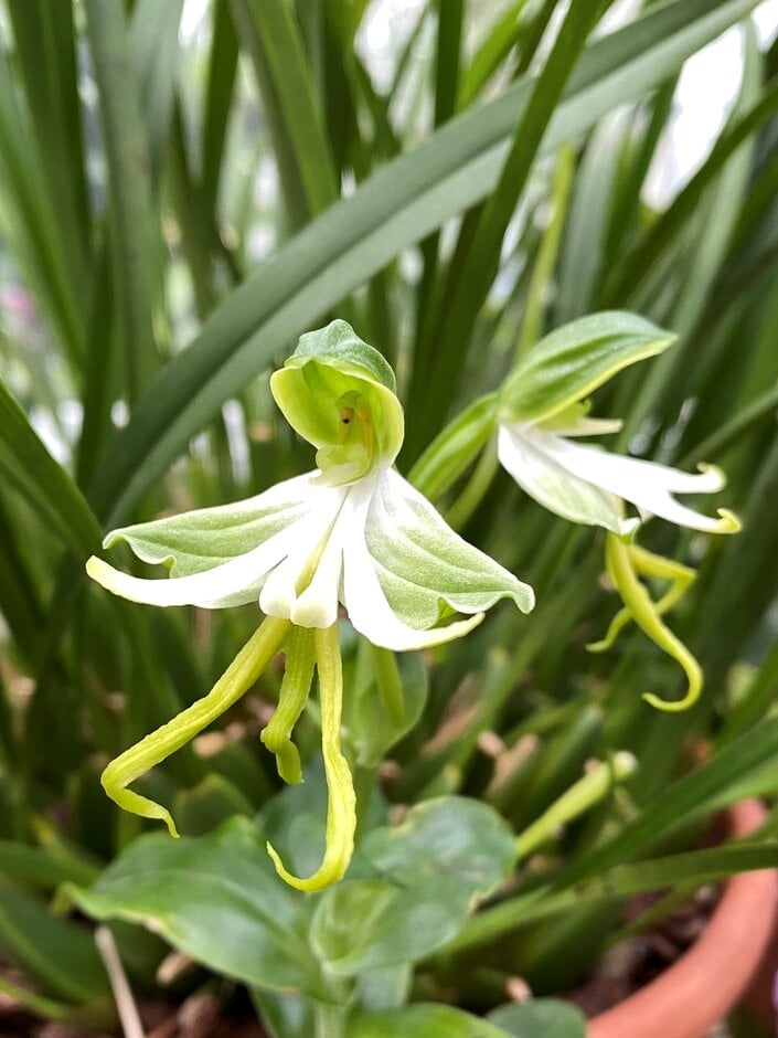 <i>Bonatea</i> <i>speciosa</i>